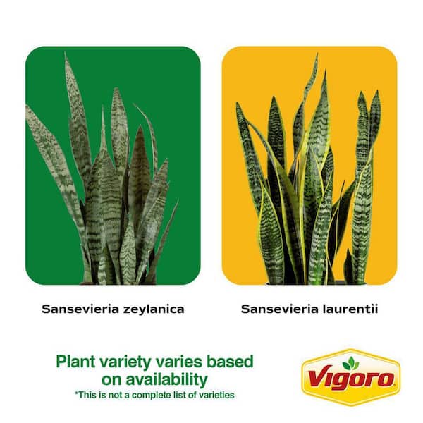 10 in. Sansevieria and (2) 6 in. Lyrata Bush Plant in White Decor Planter, (3 Pack)