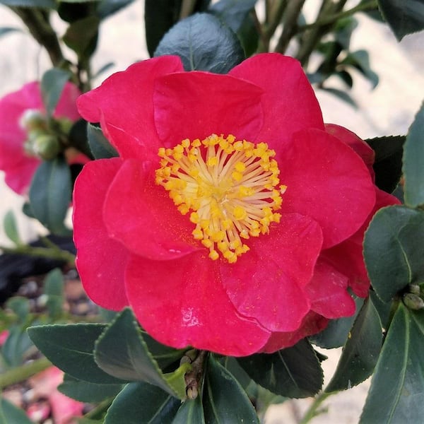 2.5 Gal - Yuletide Camellia(Sasanqua) - Red Blooming Evergreen Shrub, Live Plant