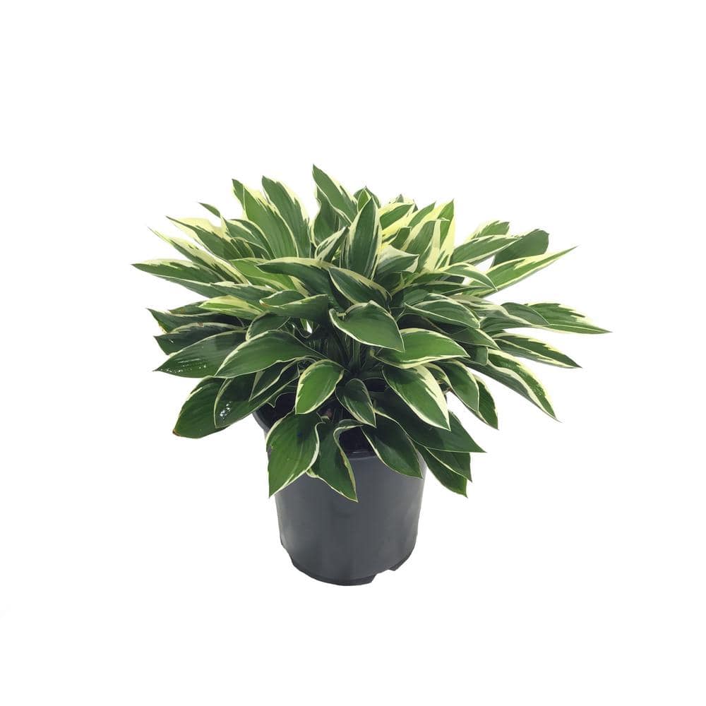 Plantain Lily Hosta Francee Live Plant 10759 - The Home Depot