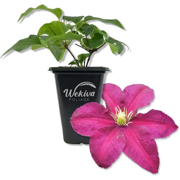 Wekiva Foliage Clematis Niobe-Live Starter Plant in a 2 Inch Growers Pot-Starter Plants Ready for The Garden