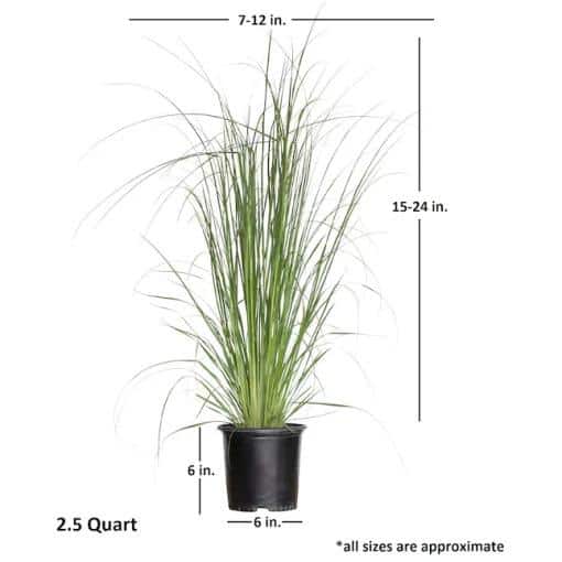 Elegant 2.5 Quart Pampas Grass with Creamy-White Plumes