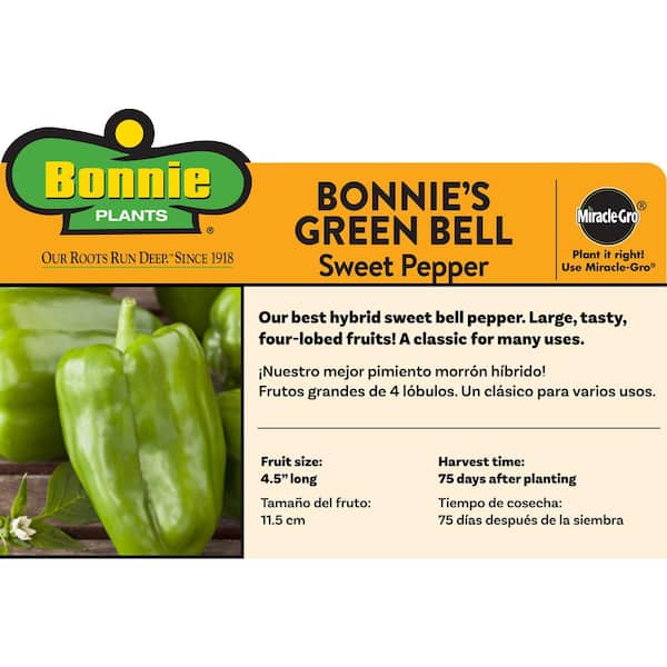 1.19 qt. Green Bell Sweet Pepper Plant (6-Pack)