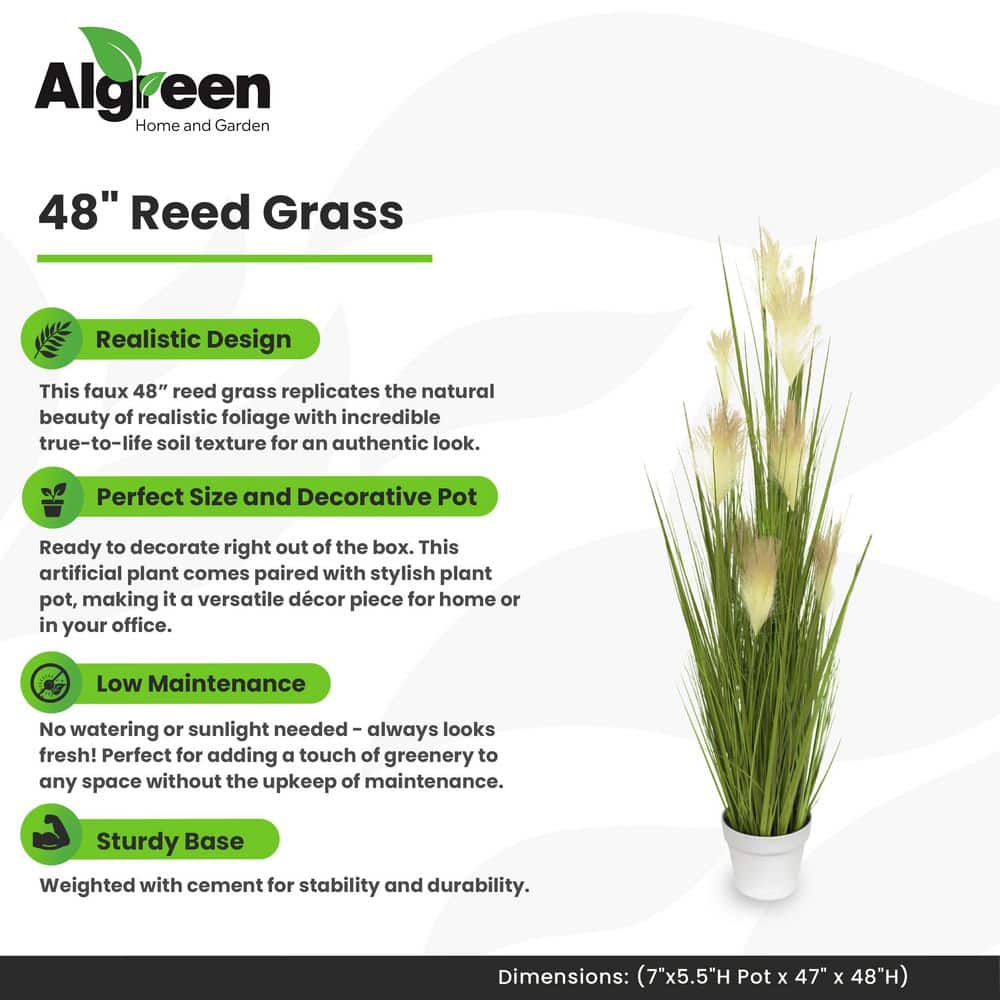 48" Green and Beige Silk Reed Grass in White Pot