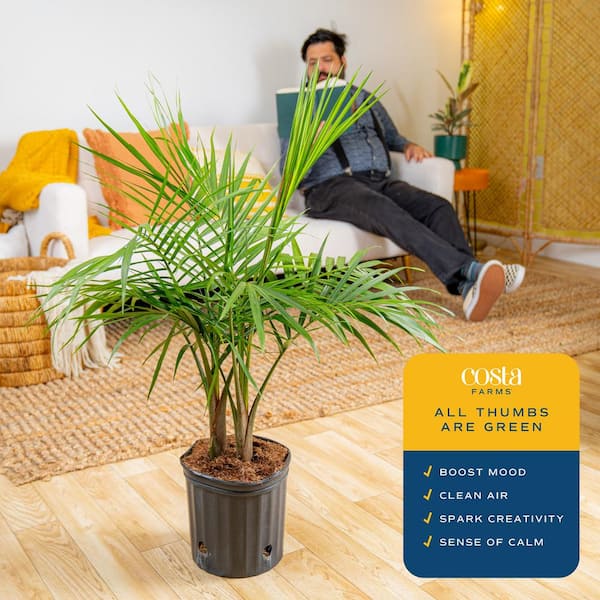 gold flame sansevieria Golden Flame' Snake Plant  Mandy Spring Farm Nursery, Inc