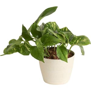 Pothos Indoor Plant in 6 in. White Pot, Average Shipping Height 1-2 ft. Tall