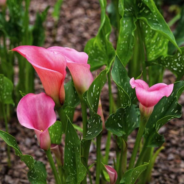 national PLANT NETWORK Calla Lily Zazu Bulbs (3-Pack) HD3411 - The