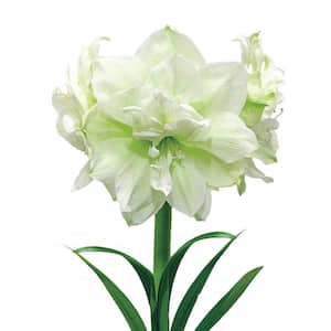 4 in. Bulb Marilyn Amaryllis Dormant White Flowering (1-Pack)