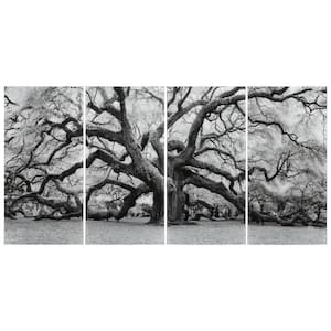 The Angel Oak ABCD Frameless Free Floating Tempered Glass Panel Graphic Tree Wall Art Set of 4, each 72 in. x 36 in.