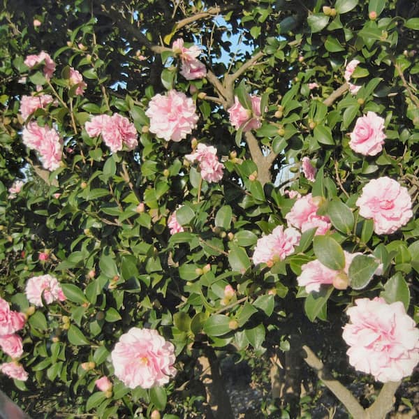 national PLANT NETWORK 1 Gal. Camellia Sasanqua Autumn Sentinel