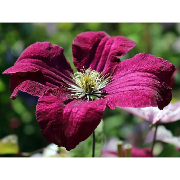 Clematis Rouge Cardinal-3 Live Plants in 4 in. Growers Pots-Clematis Rouge Cardina-Maroon Red Flowering