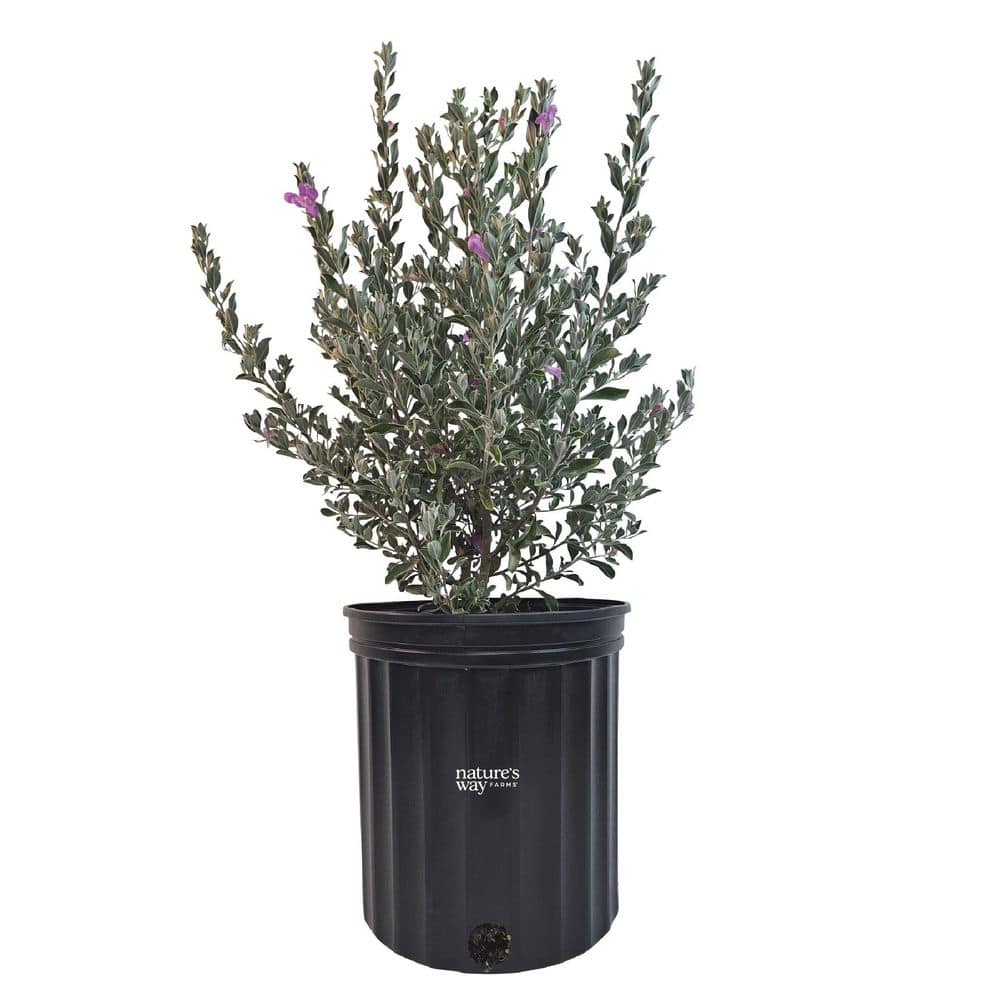 1.72 Gallon Texas Sage Flowering Shrub with Purple Blooms (1-Pack) price history on PriceWatchPro