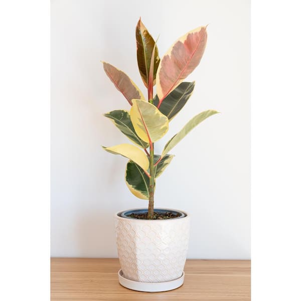 PROVEN WINNERS leafjoy Collection Ficus Elasica Tineke (Rubber Tree) Live Indoor Plant in 7 in. Seagrass Pot, Avg Ship Height 15 in.