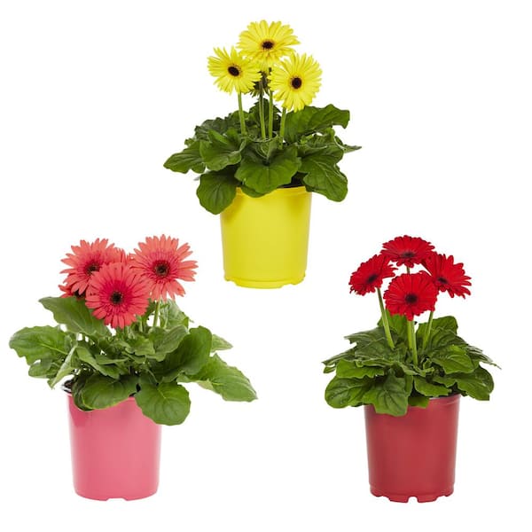 METROLINA GREENHOUSES 2 Qt. Assorted Crazy for Daisy Gerbera Daisy Plant Pack (3-Pack)