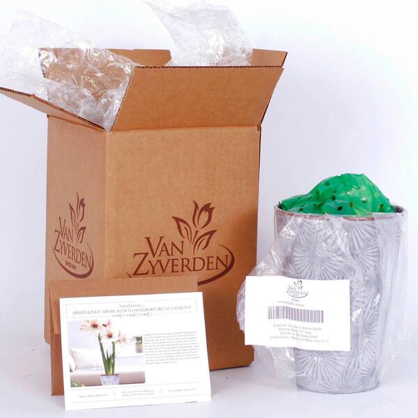 VAN ZYVERDEN Amaryllis Kit Amore with Flower Burst Metal