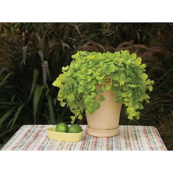 Pure Beauty Farms - 4.75 in Goldilocks Lysimachai with Yellow Foliage