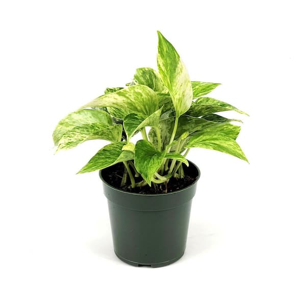 golden variegated pothos Epipremnum Aureum - Golden Pothos (Variegated)