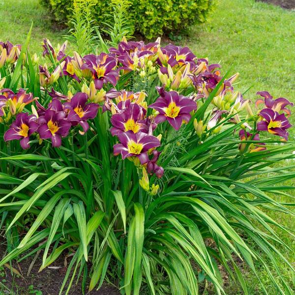 national PLANT NETWORK Bare Root Daylily Garden Show (3-Pack