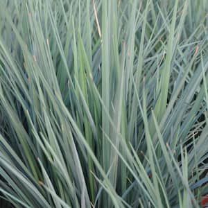 2.5 Qt. Coolvista Dianella Upright Blue-Gray Groundcover Live Evergreen Grass