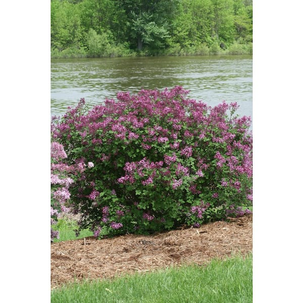 deep purple bloomerang lilac