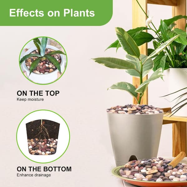 giant money tree Pachira Aquatica (Money Tree, Guiana Chestnut) 