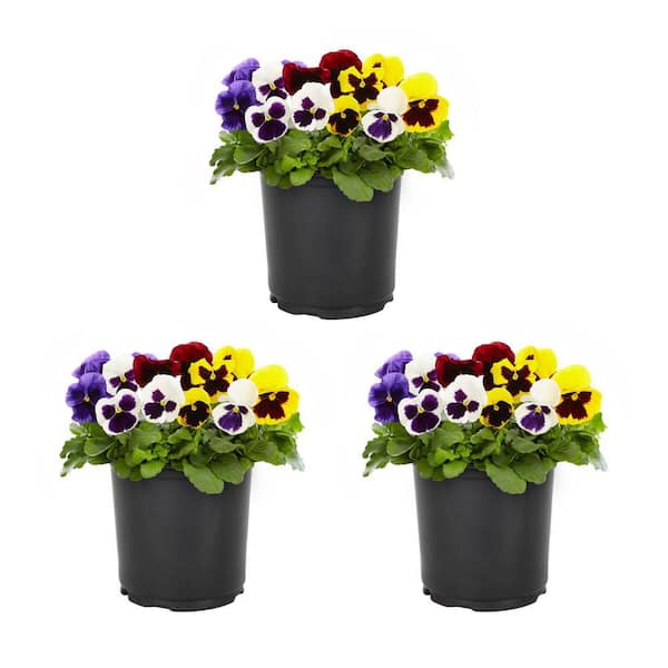 2 Qt. Pansy Blotch Mix Annual Plant (3-Pack)