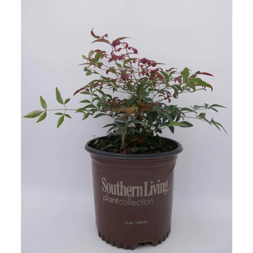 1 Gal. Obsession Nandina Multicolor Live Evergreen Shrub with Red-Green Foliage price history on PriceWatchPro