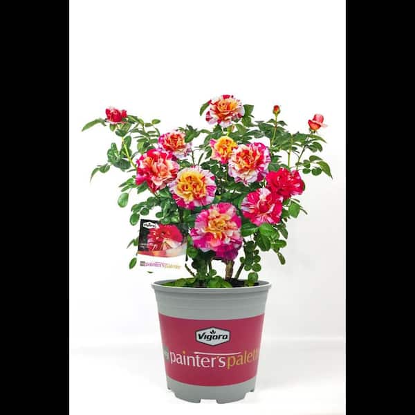 Vigoro 2 Gal. Maurice Utrillo Rose Plant with Cream, Yellow, and Red Blooms
