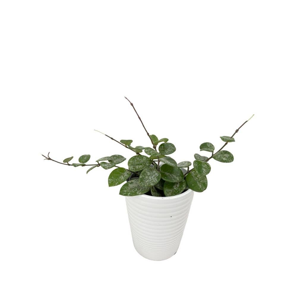 leafjoy-house-plants-