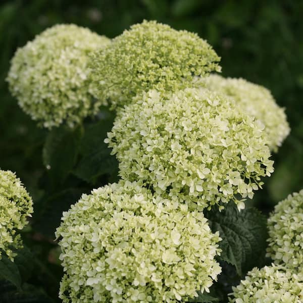 2 Gal. Invincibelle Limetta Smooth Hydrangea (Arborescens) Live Shrub, Green-White Flowers