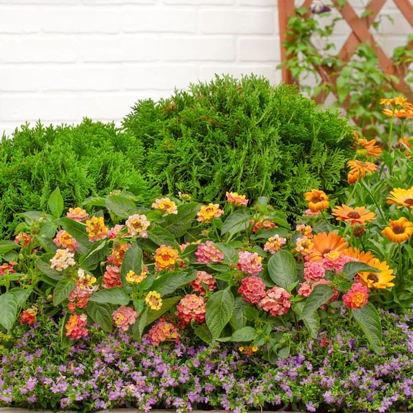 Vigoro 2 QT Lantana 'Athens Rose' Perennial Plant 1005991241 - The