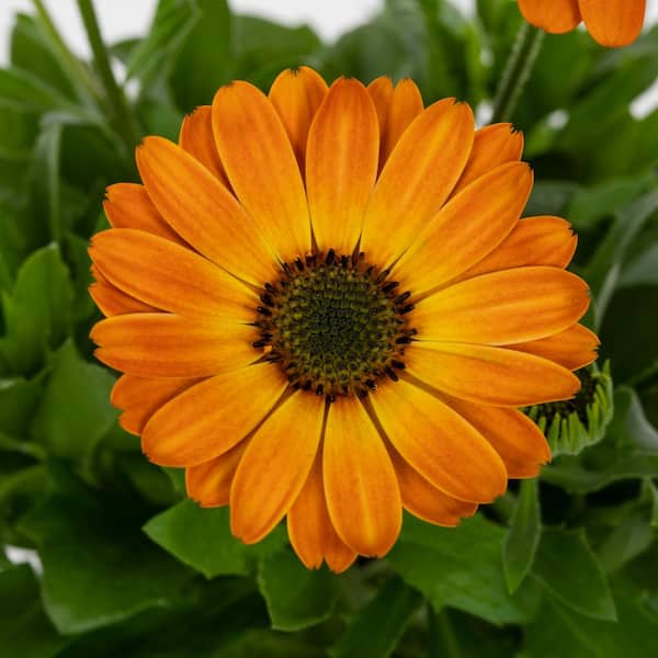 Vigoro 1.5 PT Osteospermum African Daisy 'Margarita Orange Flare