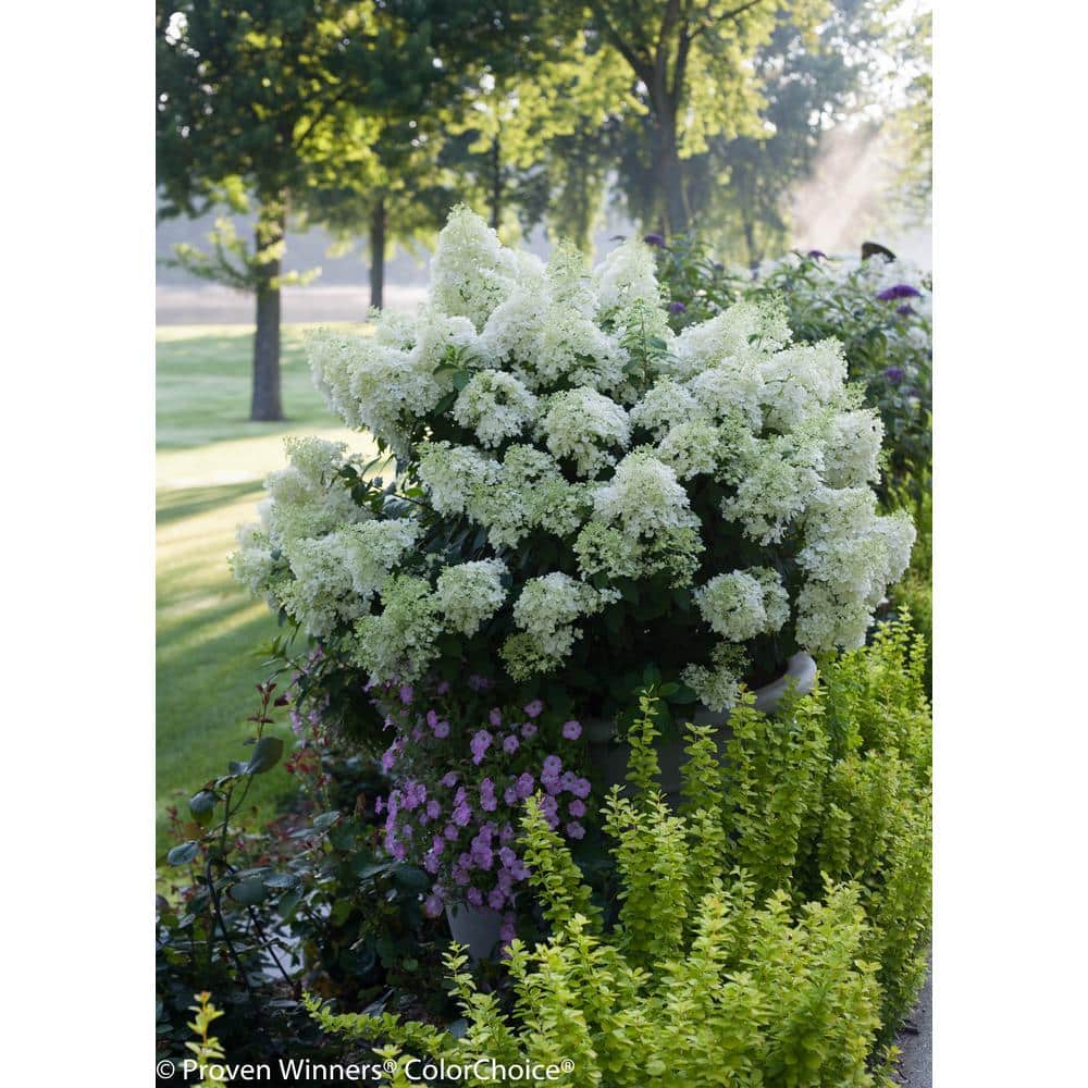 proven winners 1 gal. bobo hardy hydrangea (paniculata) live shrub, white  to pink flowers hydprc1086101 - the home depot