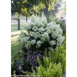 4.5 in. Qt. Bobo Hardy Hydrangea (Paniculata) Live Shrub, White to Pink Flowers