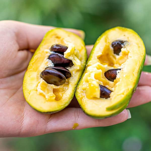 7 Gal. Paw Paw Seedling Fruit Tree