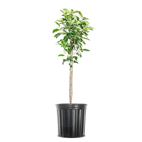 Perfect Plants Dorsett Apple Fruit Tree 1 Gallon