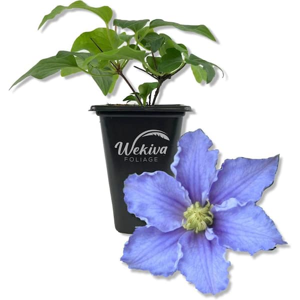 Wekiva Foliage Clematis Will Goodwin-Live Starter Plant in a 2 Inch Growers Pot-Starter Plants-Rare Clematis for Collectors