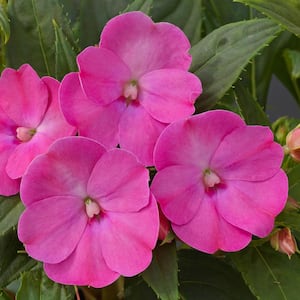 2.5 In. Hot Pink SunPatiens Impatiens Outdoor Annual Plant with Pink Flowers in Grower's Pot (3-Pack)
