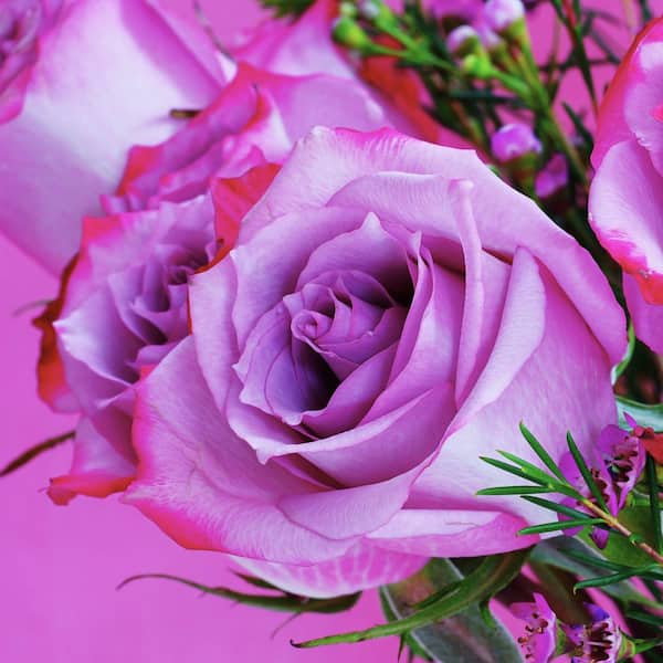 national PLANT NETWORK Bare Root Rose Paradise with Pink Flowers