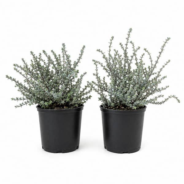 1 gal. Quicksilver Hebe Plant – Silver-Green Evergreen Flowering Shrub (2-Pack)