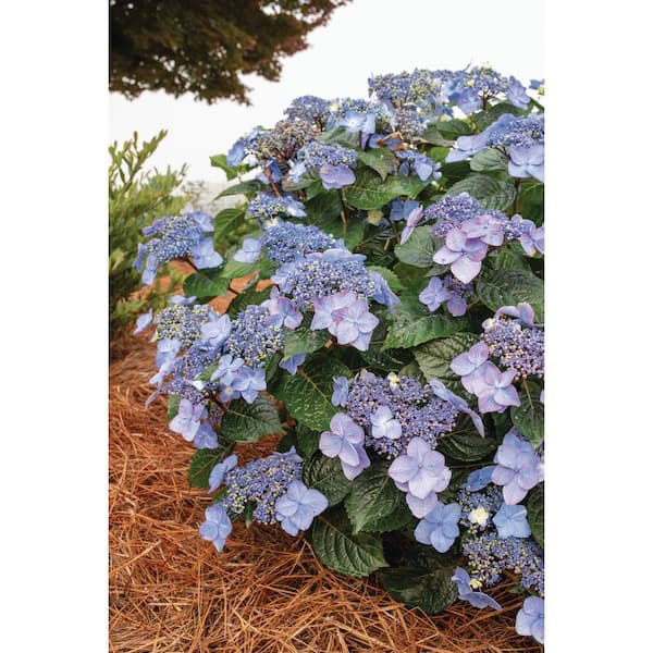 Endless Summer 2 Gal. Pop Star Reblooming Hydrangea Flowering