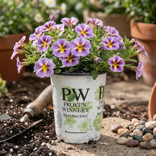 Kawahara Nurseries 4 in. Superbells Calibrachoa Annual Plant Holy