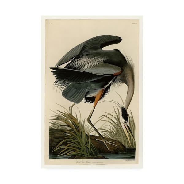 Trademark Fine Art Great Blue Heron by John James Audubon Wall Art 32 in. x 22 in.