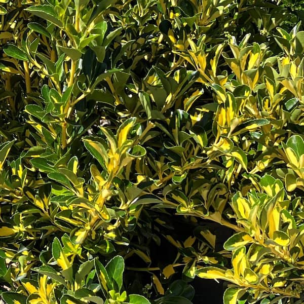 Alder & Oak #5 Container Golden Variegated Euonymus Shrub Plants (2-Pack)