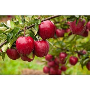 3 ft. Red Delicious Apple Tree with Deep Ruby Red Fruit Best for Fresh Eating