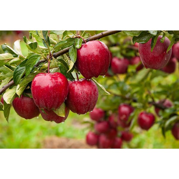 Dwarf Red Delicious Apple Tree