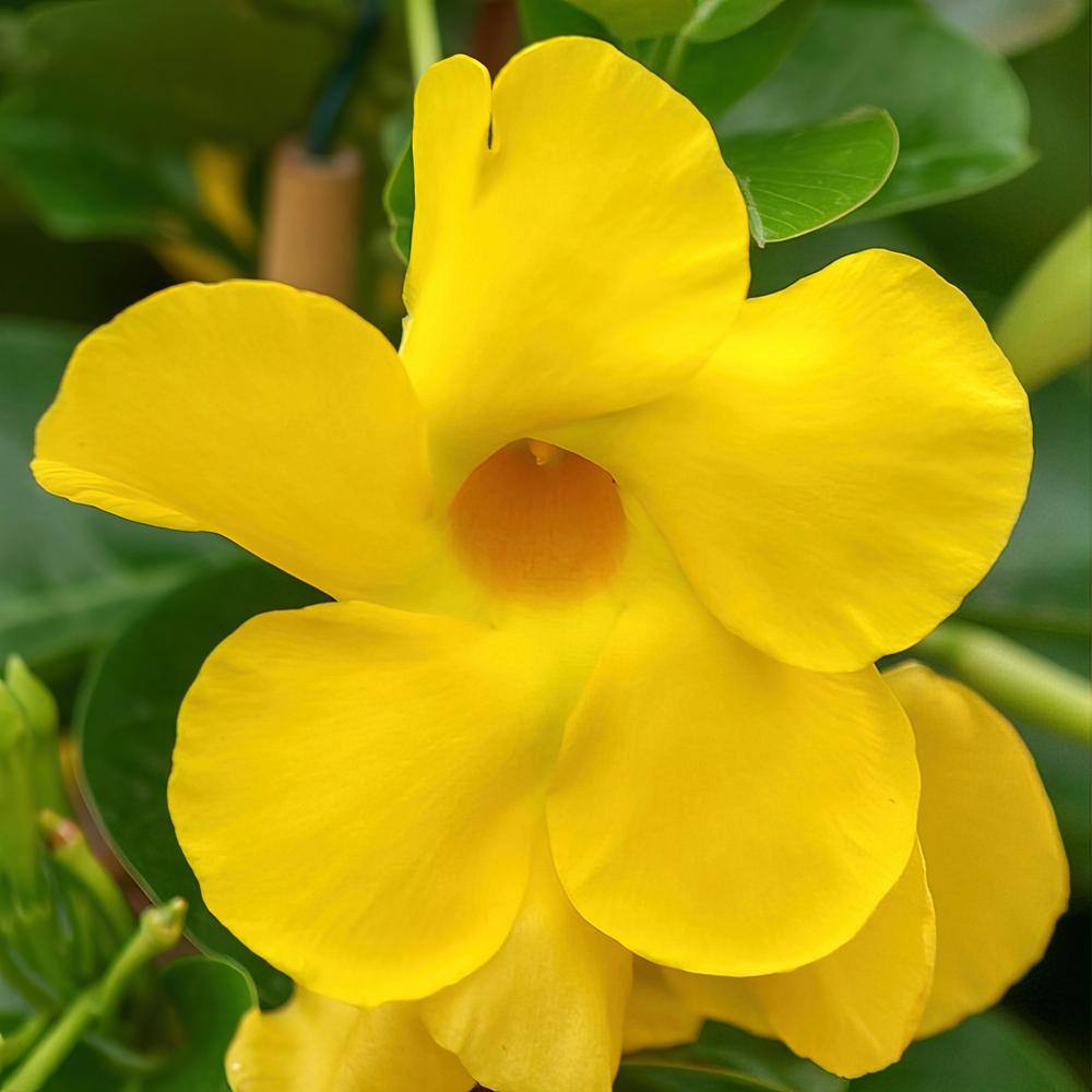 Large Yellow Dipladenia Diamantina Opal in Black Grower Pot