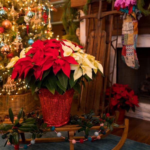 1.5 Gal. Christmas Poinsettia Red/White Mix w/Red Foil (1-Pack)