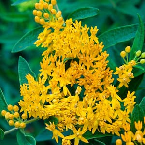 Hello Yellow Butterfly Flower (Asclepias), Live Bareroot Perennial Plant, Yellow Flowers (1-Pack)