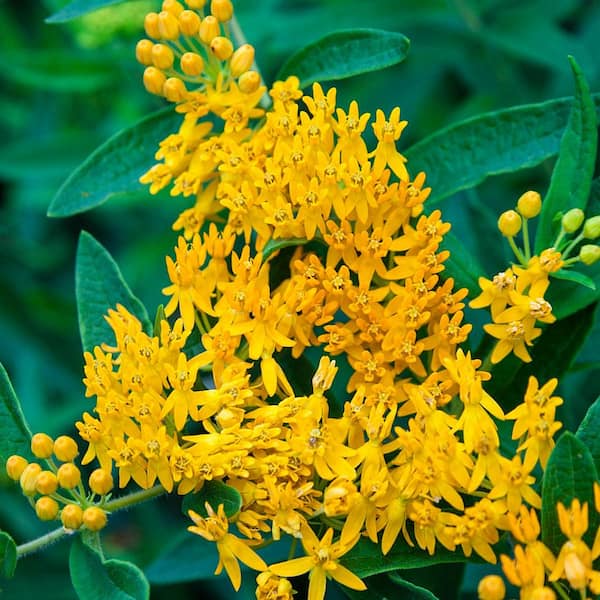 Spring Hill Nurseries 2 in. Pot Hello Yellow Butterfly Flower (Asclepias) Live Potted Perennial (1-Pack)