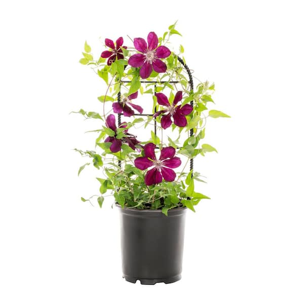 METROLINA GREENHOUSES 2.5 Qt. Westerplatte Red Clematis Plant 4059